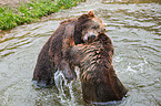 playing kamchatka bears