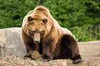 Siberian bear