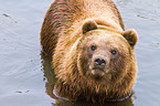 bathing Siberian bear