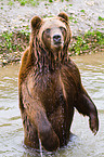 bathing Siberian bear