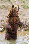 bathing Siberian bear