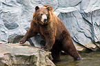 bathing Siberian bear