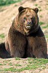 Siberian bear