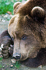 Siberian bear