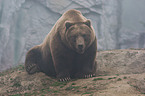 Siberian bear