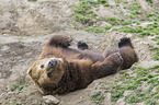 Kamchatkan Brown Bear