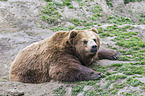 Kamchatkan Brown Bear