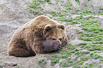 Kamchatkan Brown Bear