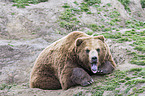 Kamchatkan Brown Bear