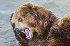 Kamchatkan Brown Bear