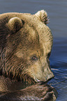 Kamchatkan Brown Bear