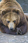 Kamchatkan Brown Bear