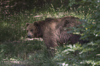 Kamchatkan brown bear