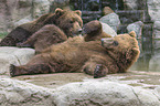Kamchatkan brown bears