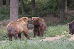 Kamchatkan brown bears