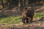 Kamchatkan brown bear