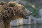 Kamchatkan brown bear