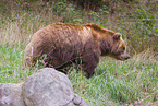 Kamchatkan Brown Bear