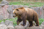 Kamchatkan Brown Bear