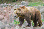 Kamchatkan Brown Bear