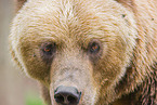 Kamchatkan Brown Bear