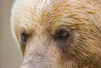 Kamchatkan Brown Bear