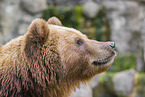 Kamchatkan Brown Bear