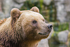 Kamchatkan Brown Bear