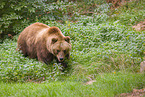 Kamchatkan Brown Bear