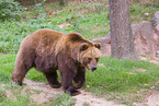 Kamchatkan Brown Bear