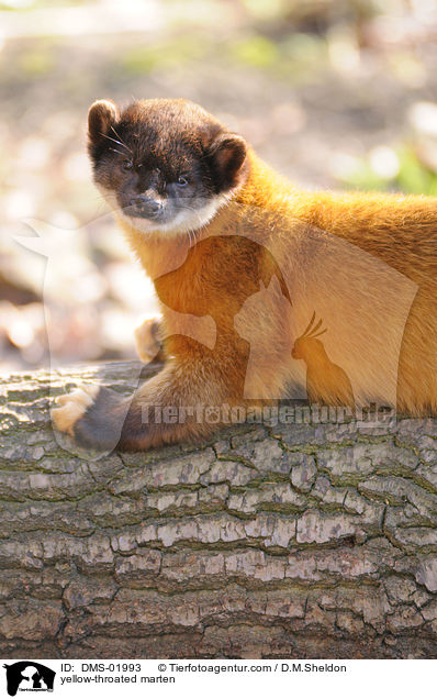 yellow-throated marten / DMS-01993