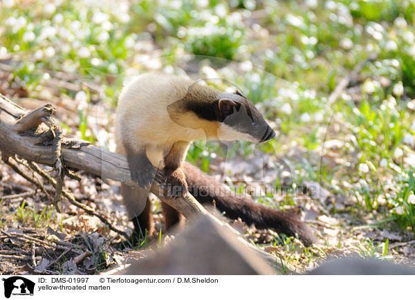 Buntmarder / yellow-throated marten / DMS-01997