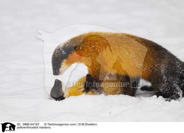 Buntmarder / yellow-throated martens / DMS-04187