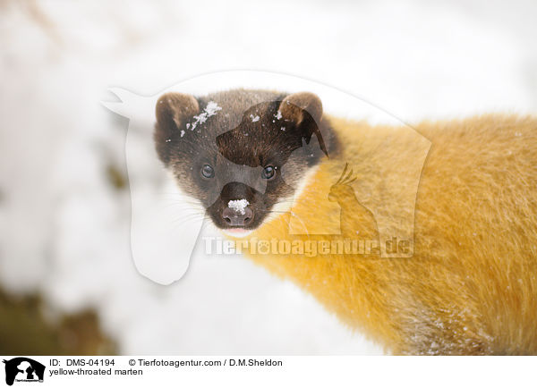Buntmarder / yellow-throated marten / DMS-04194