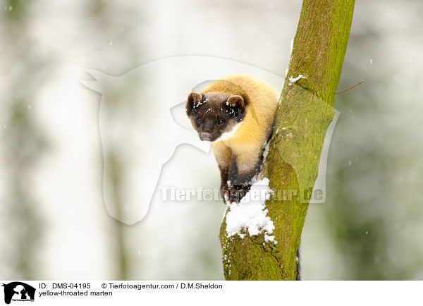 Buntmarder / yellow-throated marten / DMS-04195