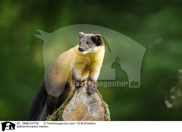 Buntmarder / yellow-throated marten / DMS-04700
