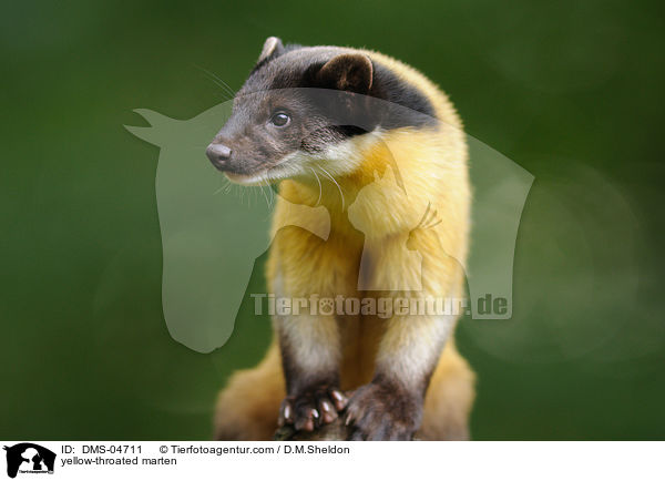 Buntmarder / yellow-throated marten / DMS-04711