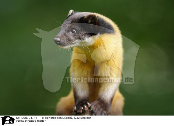 yellow-throated marten / DMS-04711