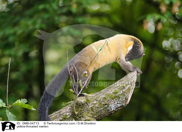Buntmarder / yellow-throated marten / DMS-04713