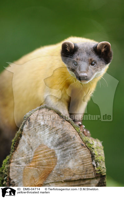 yellow-throated marten / DMS-04714