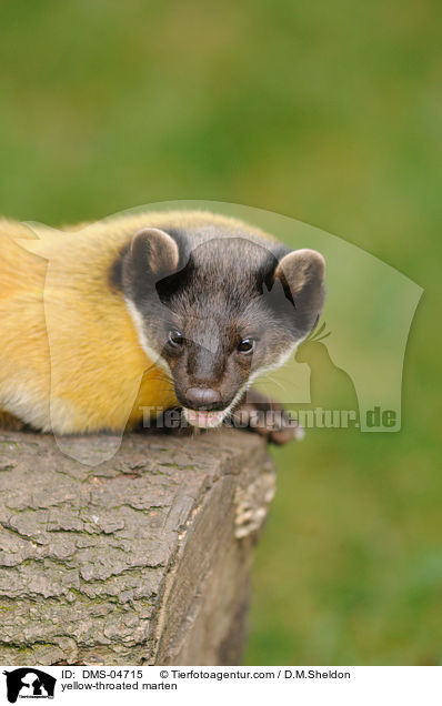 Buntmarder / yellow-throated marten / DMS-04715