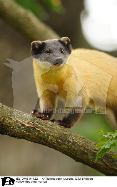 yellow-throated marten / DMS-04722