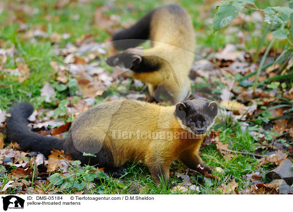 yellow-throated martens / DMS-05184