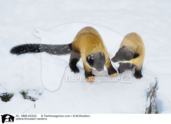 Buntmarder / yellow-throated martens / DMS-05202