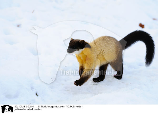 Buntmarder / yellow-throated marten / DMS-05214