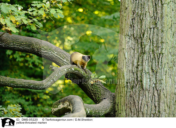 yellow-throated marten / DMS-05220