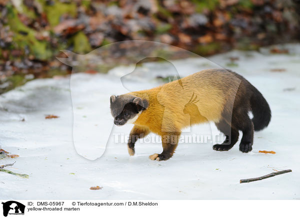 yellow-throated marten / DMS-05967