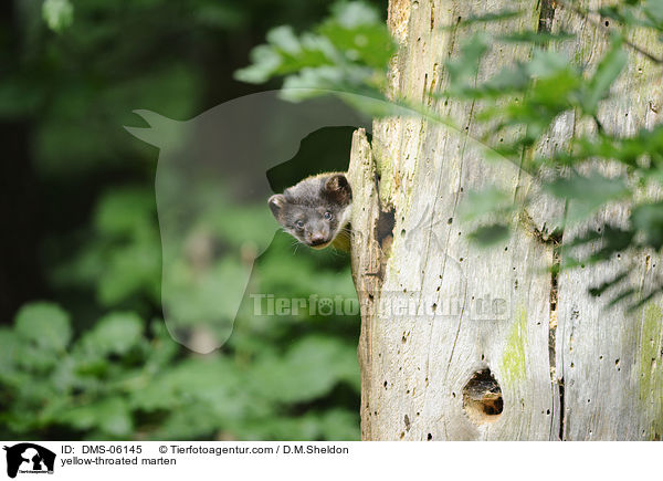 Buntmarder / yellow-throated marten / DMS-06145