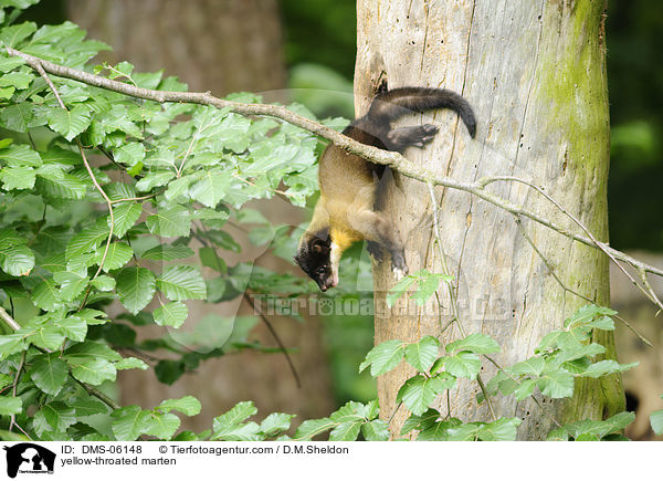 Buntmarder / yellow-throated marten / DMS-06148