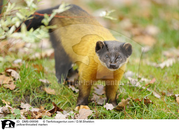 yellow-throated marten / DMS-06696